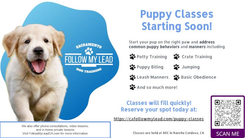 Follow My Lead Dog Training