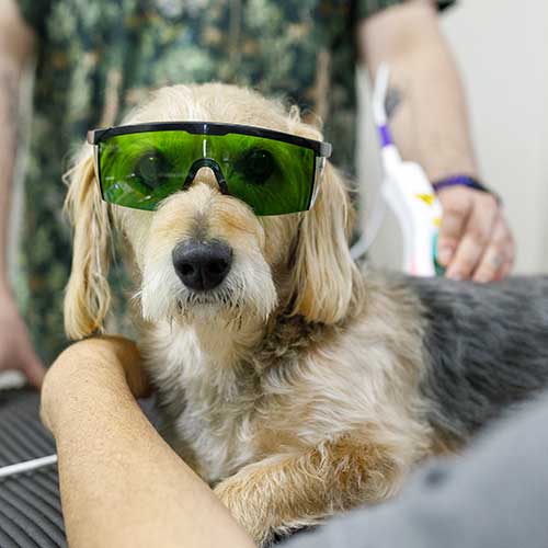 A dog getting laser therapy A dog getting laser therapy
