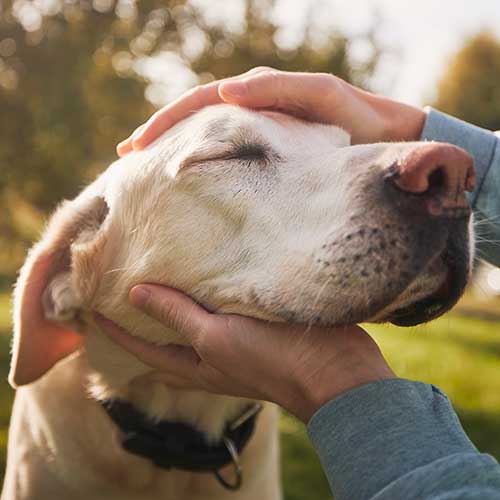 An older yellow lab An older yellow lab