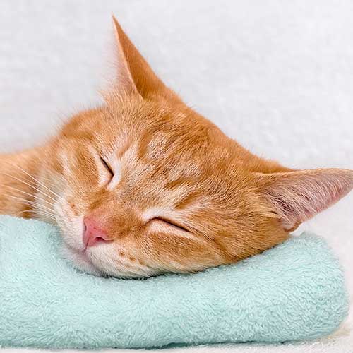 An orange cat sleeping An orange cat sleeping