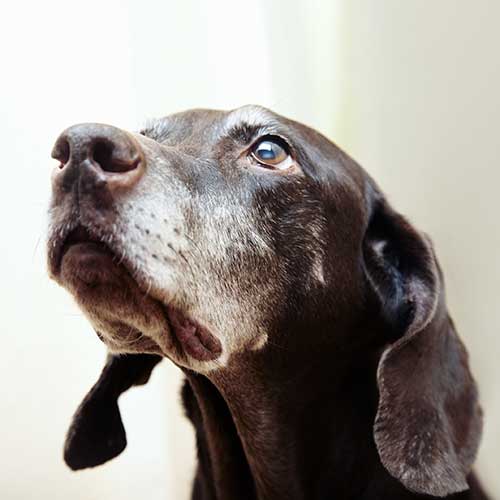 An older dog looking up An older dog looking up