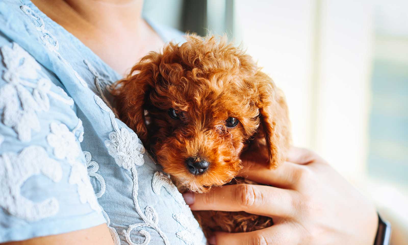 A puppy being held