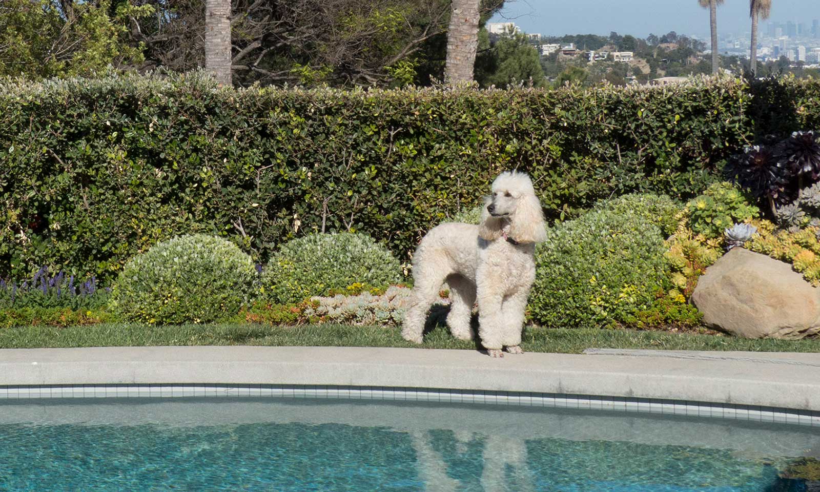 A poodle outside near a pool