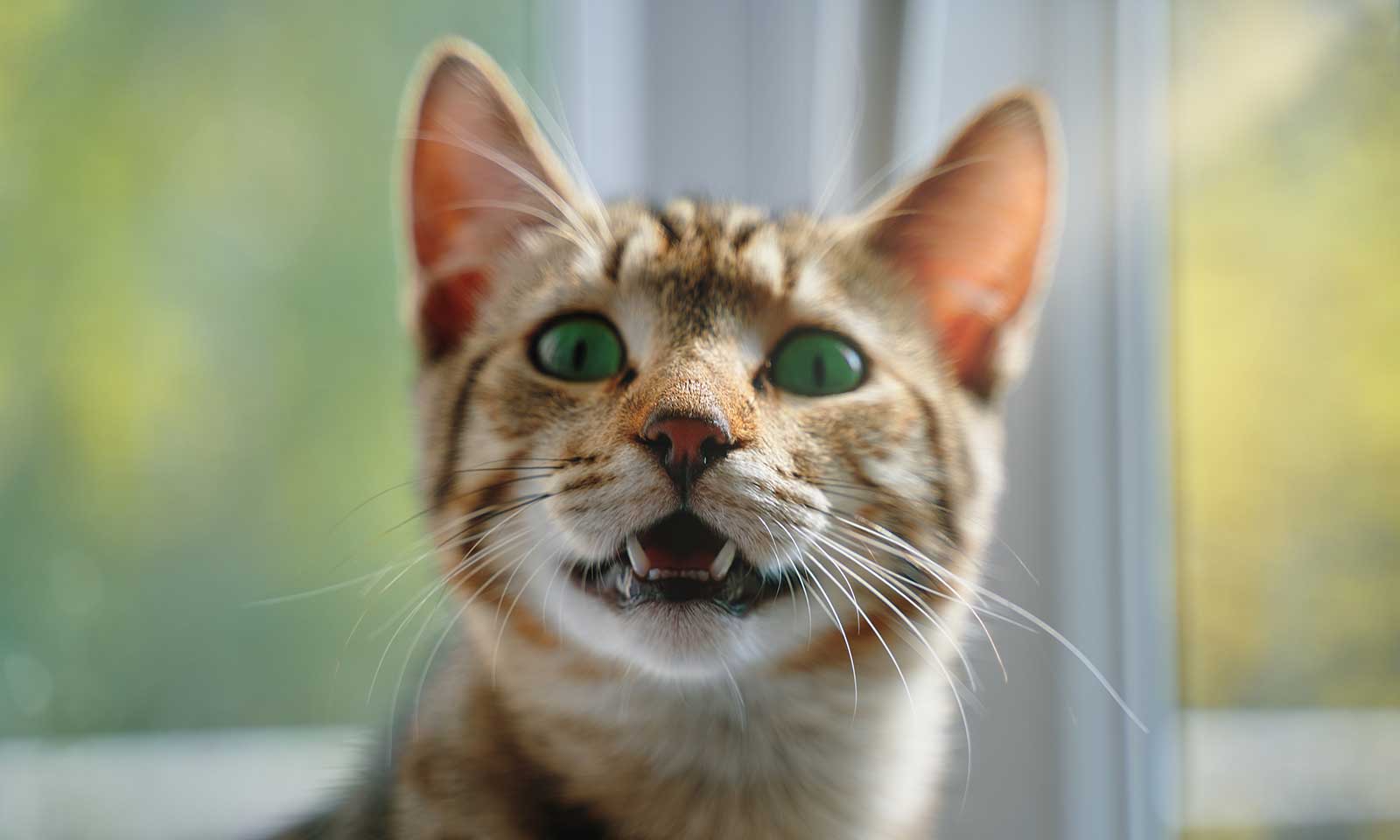 A meowing cat