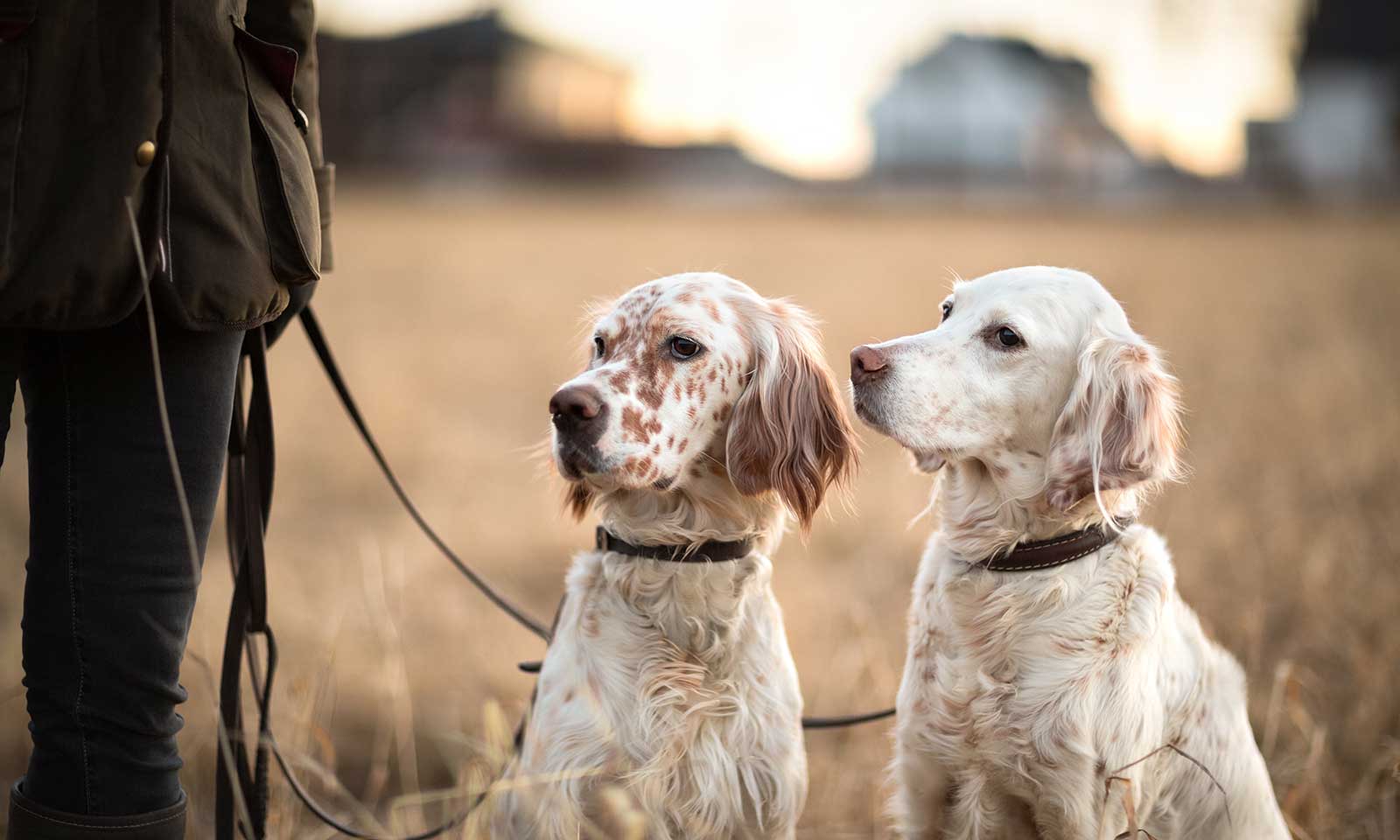 Two dogs in a field