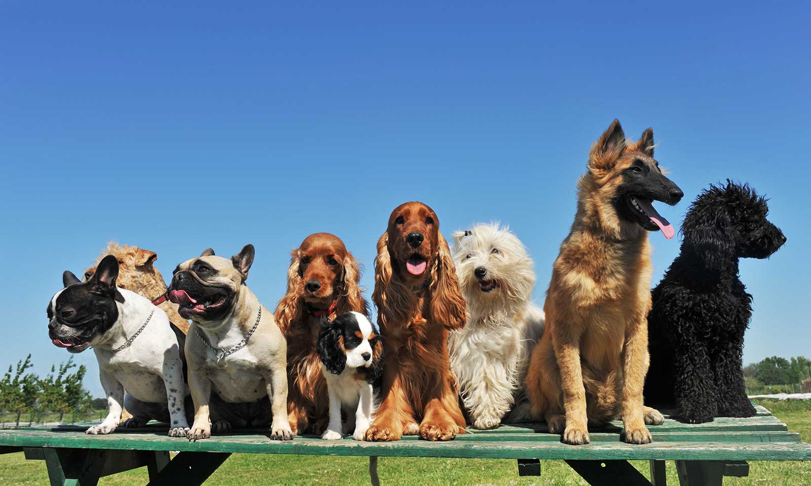 A class of dogs sitting on a bench