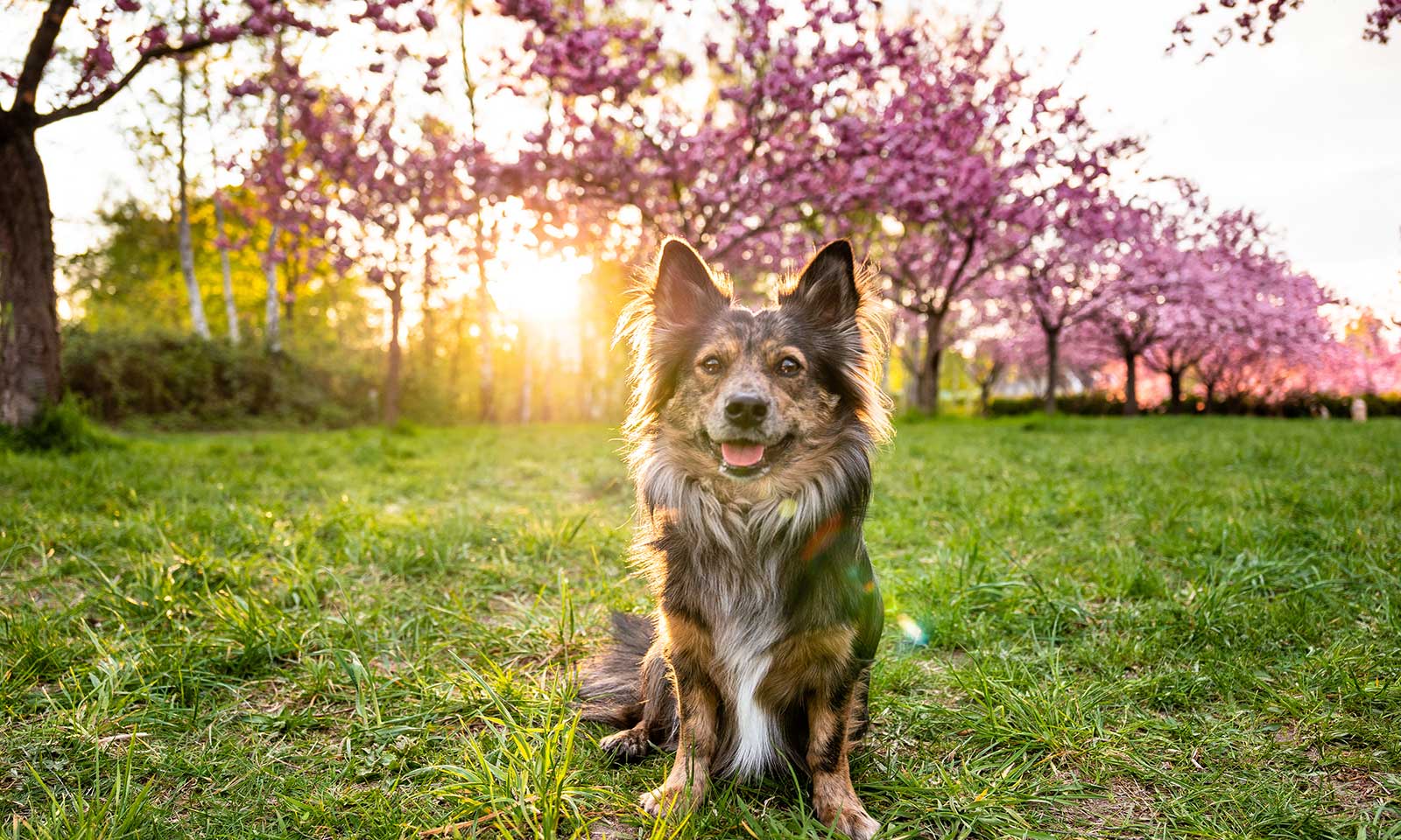 A dog sitting in front of a sunset