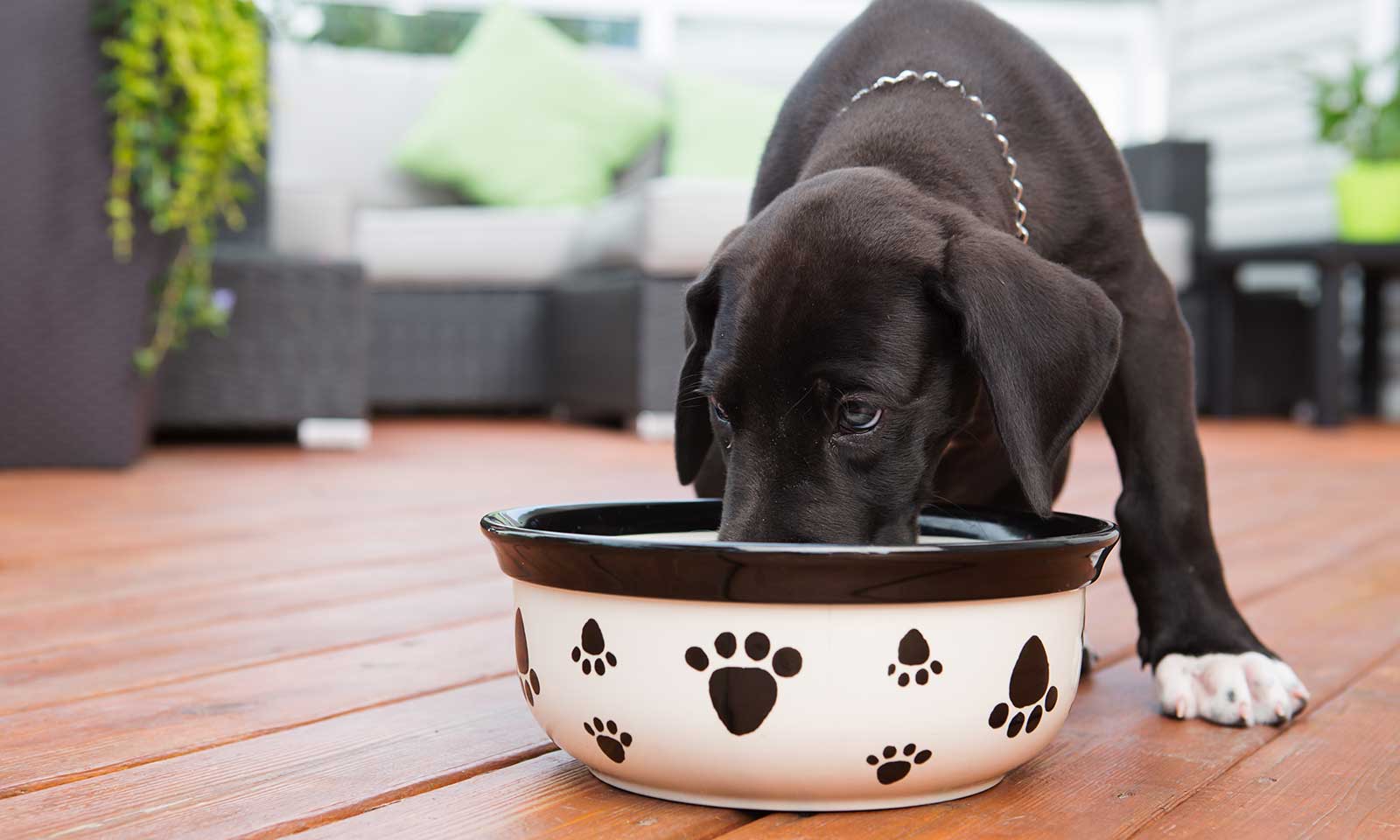 A black lab eating