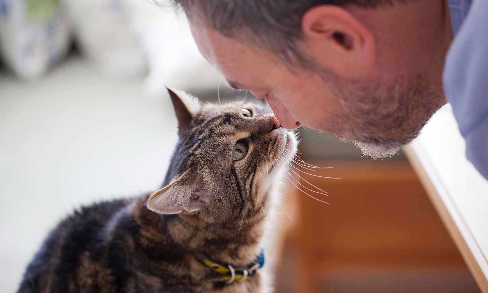 Man greeting his cat