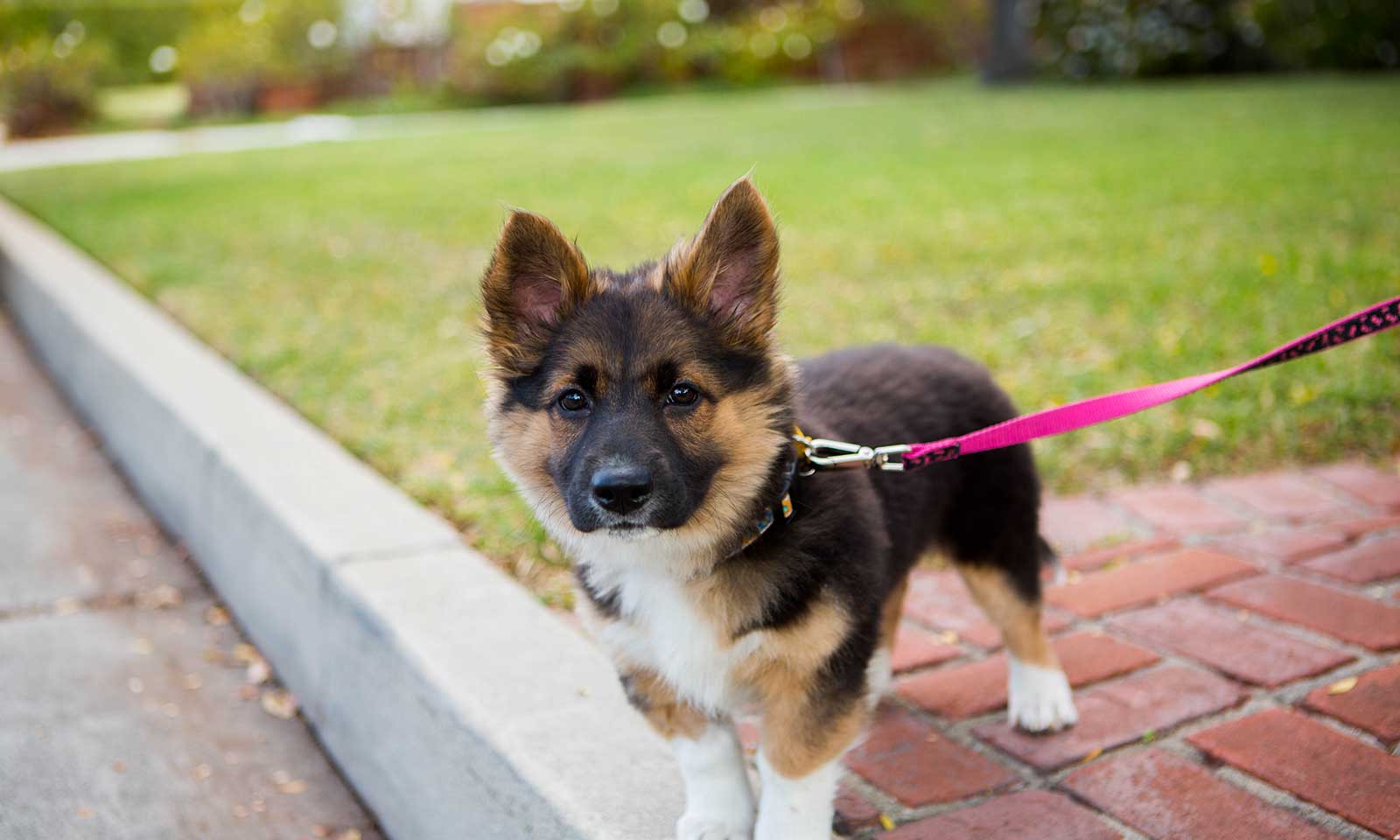 A German Shepherd puppy