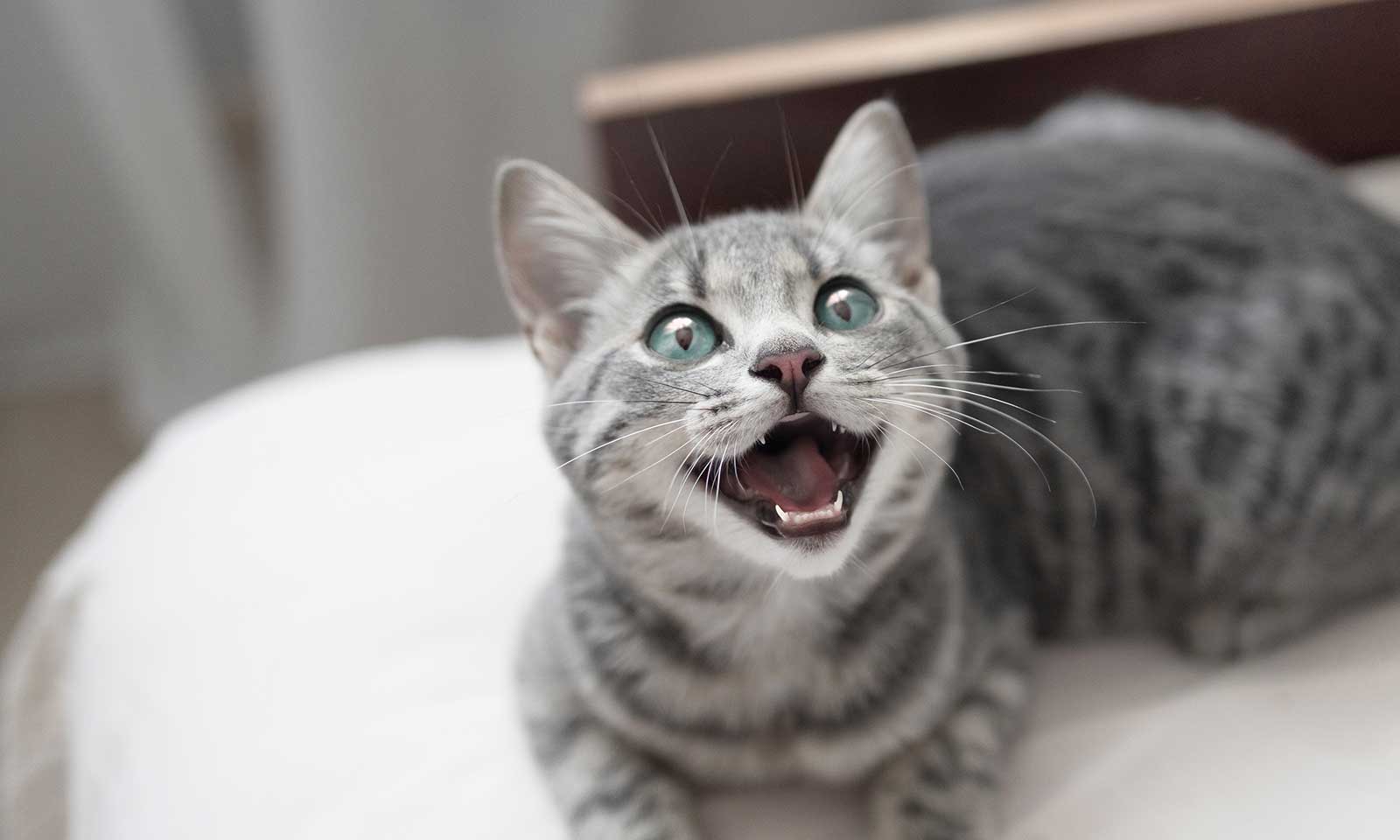 A grey cat meowing