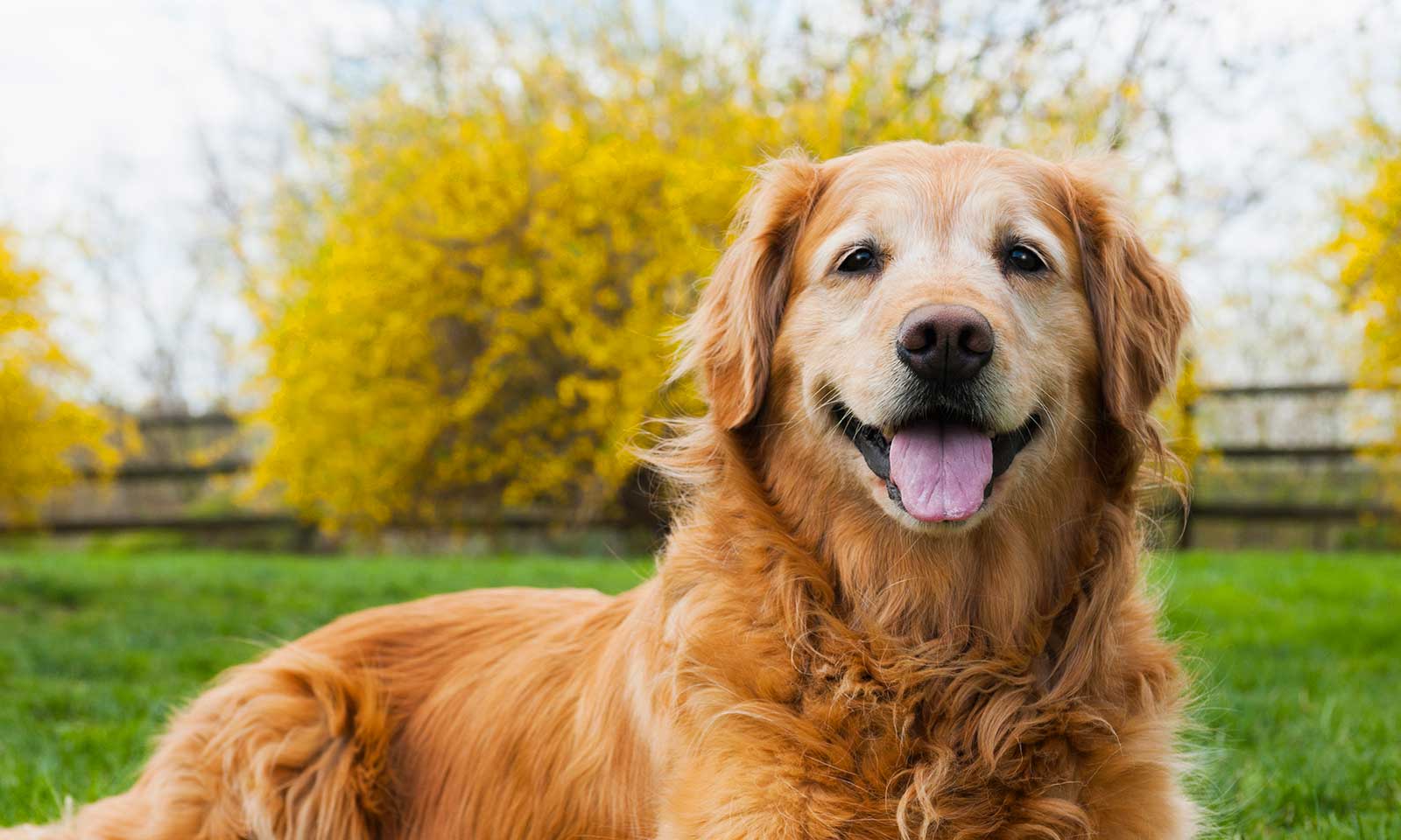 A senior Golden retriever in a lawn