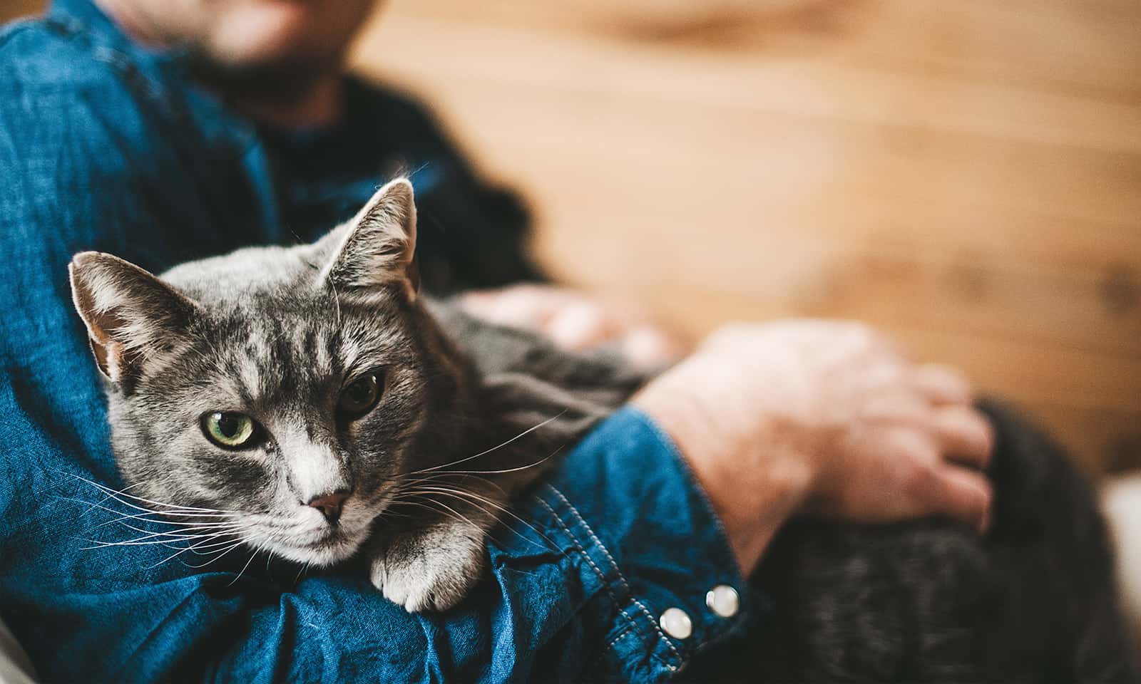 Cat with owner