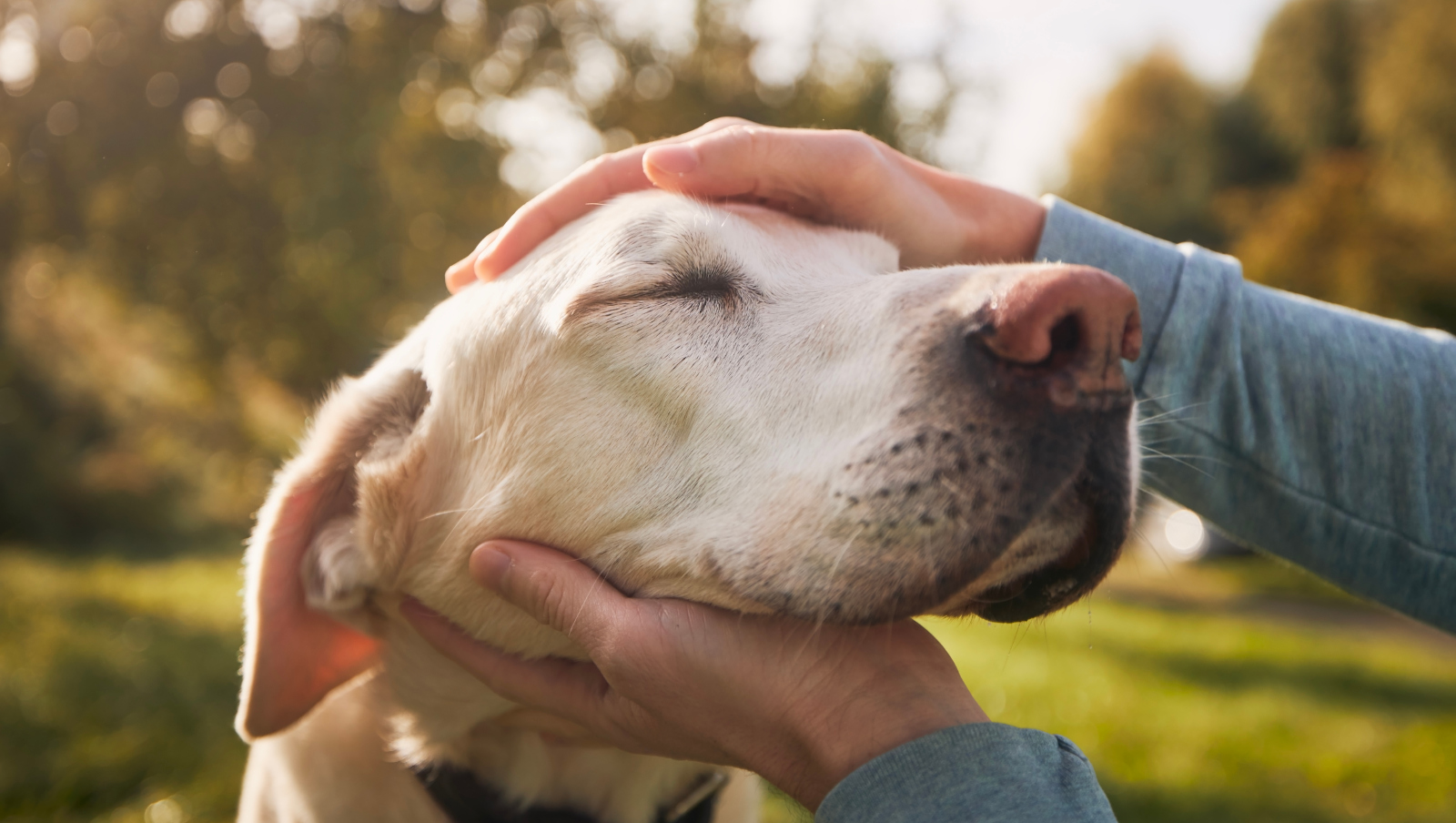 A man petting an old dog.